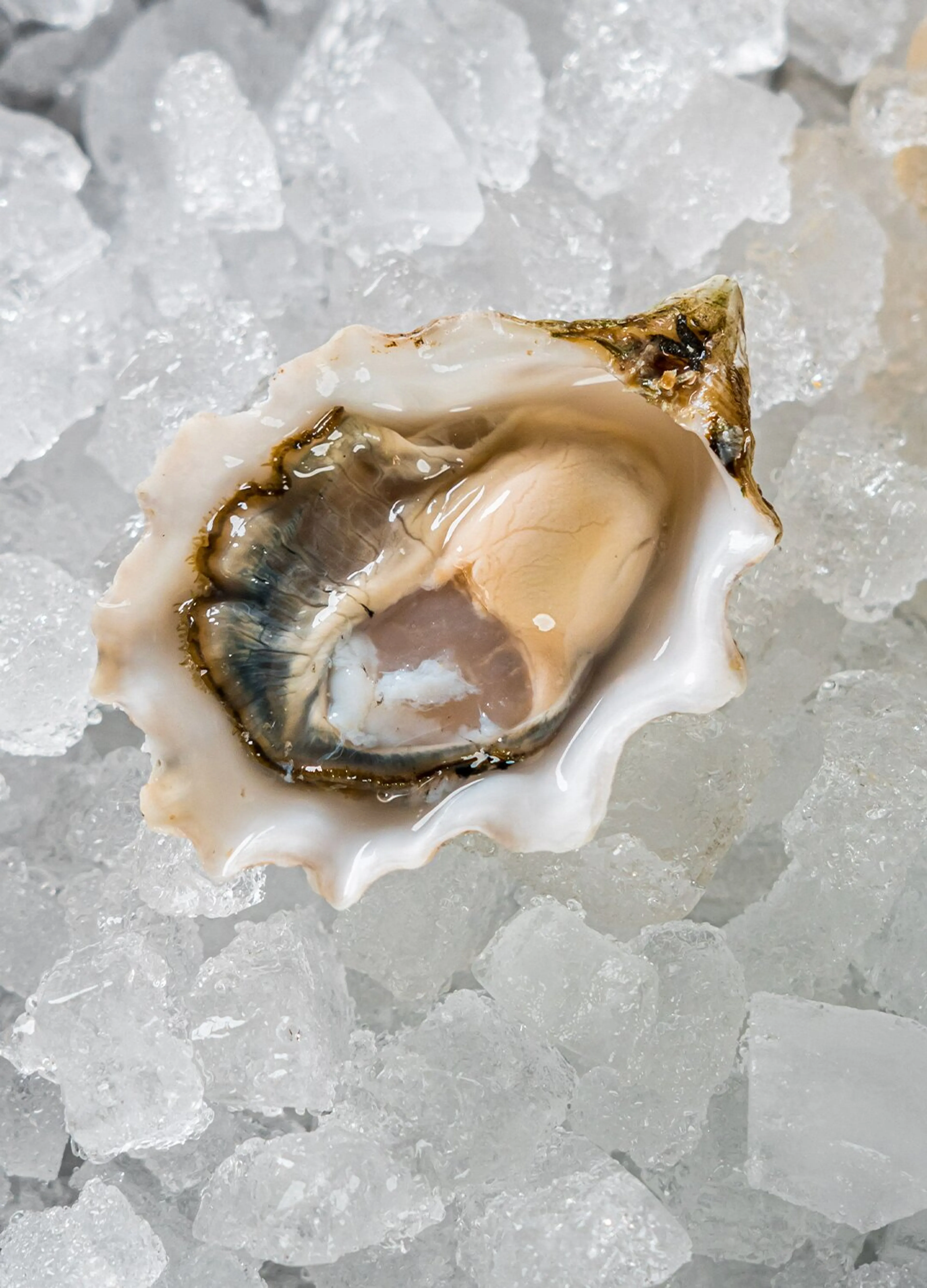 Oyster Opening